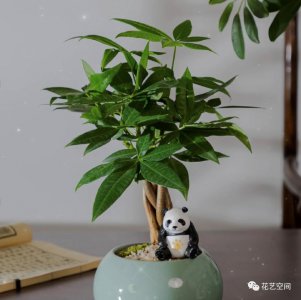 发财树春天怎么养才能枝叶葱茏 发财树春季养护技巧