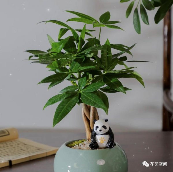 发财树春天怎么养才能枝叶葱茏