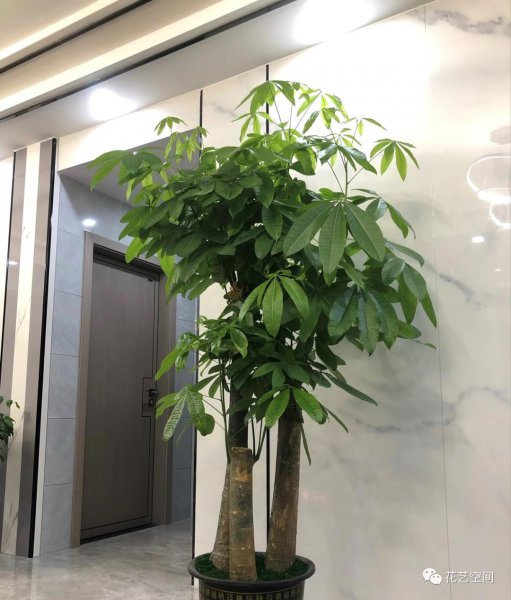 发财树春天怎么养才能枝叶葱茏