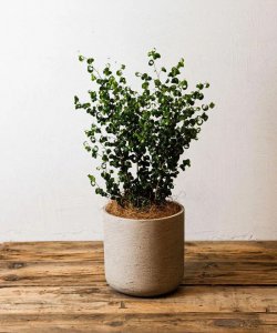 小清新的盆栽绿植有哪些 5种小清新室内盆栽绿植推荐