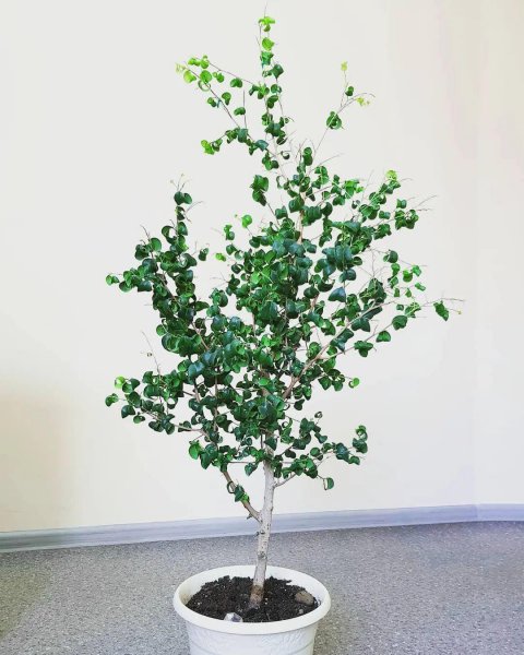 小清新的盆栽绿植有哪些