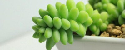 新玉缀夏天怎么养 详解新玉缀夏季室内养护方法