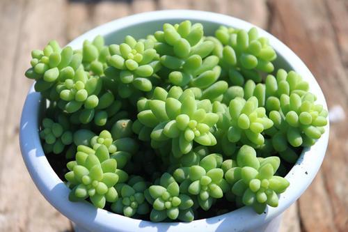 新玉缀夏天怎么养