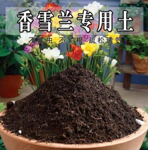香雪兰是什么花