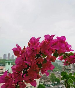 三角梅怎么养才能四季都开花 正确知道三角梅痛点才能养护好