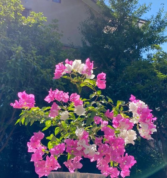 三角梅怎么养才能四季都开花