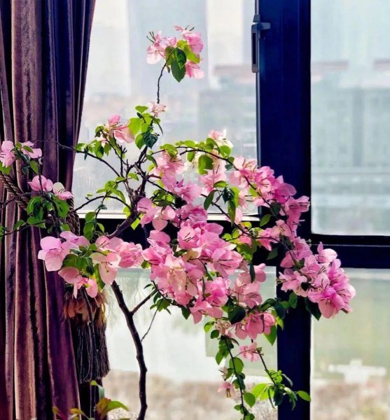 三角梅怎么养才能四季都开花