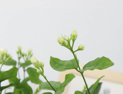 茉莉花开花就掉什么原因 四点原因分析及解决办法