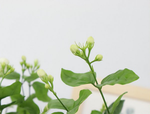 茉莉花开花就掉什么原因