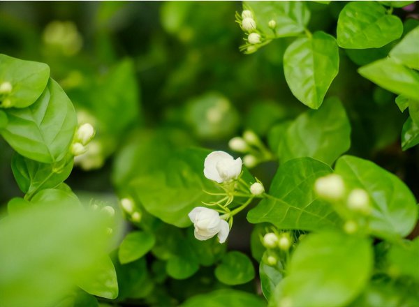 茉莉花开花就掉什么原因