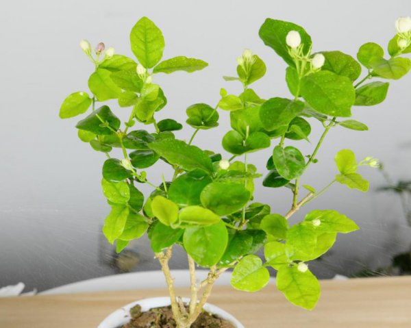 茉莉花开花就掉什么原因