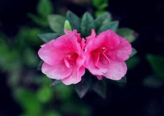 杜鹃花一年开几次花