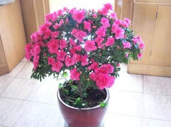杜鹃花一年开几次花