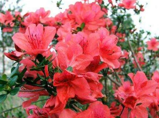 杜鹃花一年开几次花