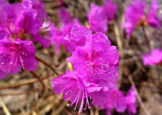 杜鹃花一年开几次花