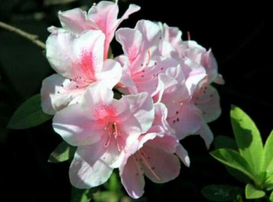 杜鹃花一年开几次花