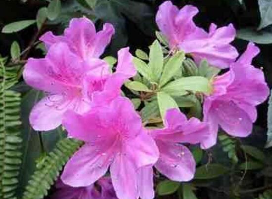 杜鹃花一年开几次花