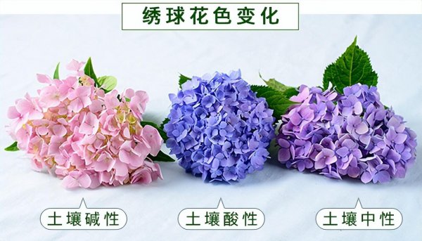 绣球怎么调出蓝色