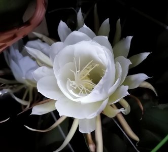 昙花叶子长出须须根是怎么回事 根水分有关系