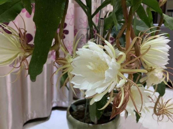 昙花叶子长出须须根是怎么回事
