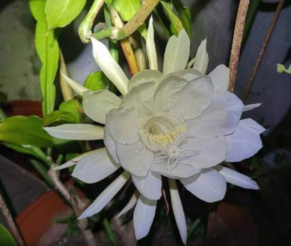昙花叶子长出须须根是怎么回事
