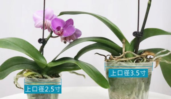 蝴蝶兰怎么选购