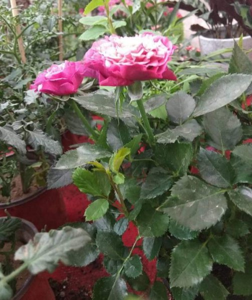 卧室里可以养月季花吗