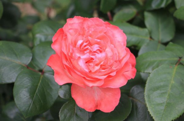 卧室里可以养月季花吗