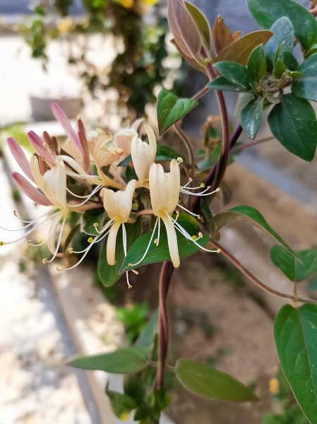 常见的爬藤花有哪些