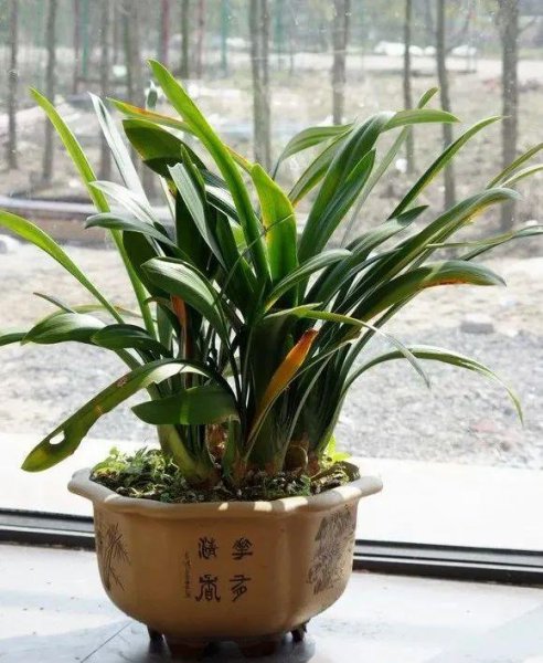 4月君子兰怎么养