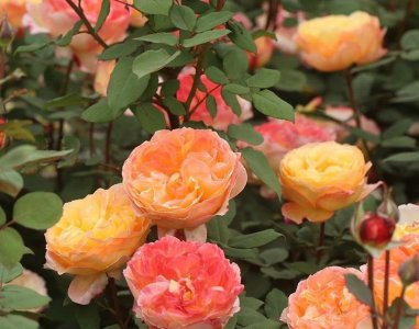 选购月季花有什么注意点 分享选购月季的心得
