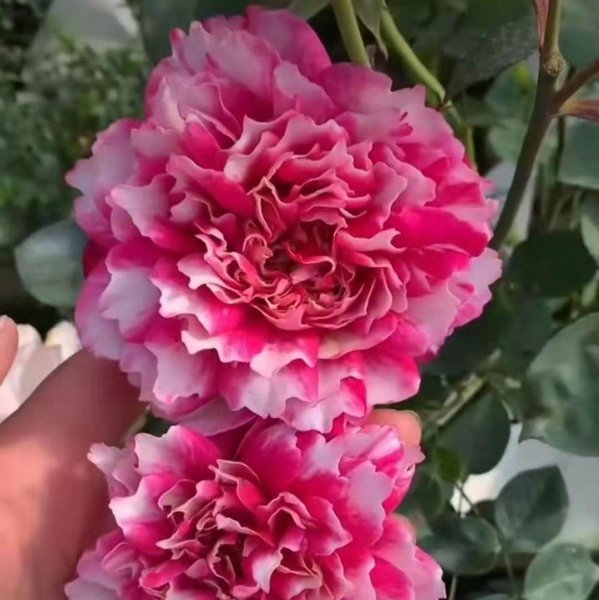 选购月季花有什么注意点