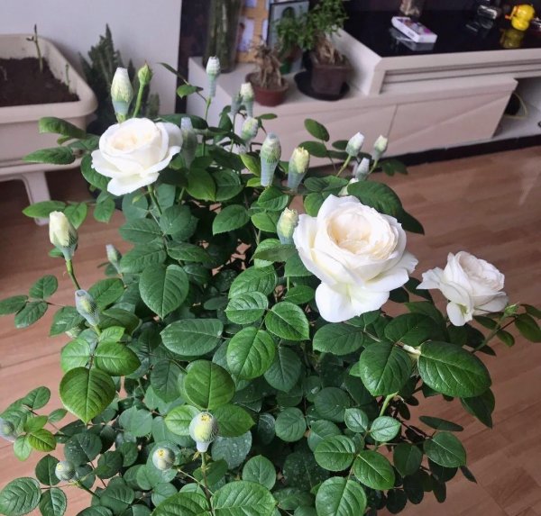选购月季花有什么注意点