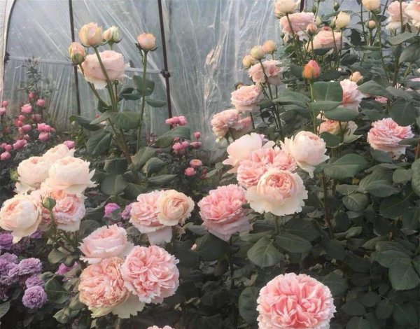 选购月季花有什么注意点