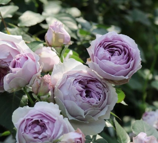 选购月季花有什么注意点
