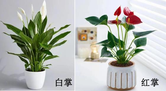 白掌和红掌的区别