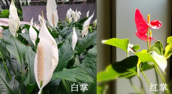 白掌和红掌的区别