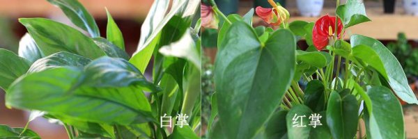 白掌和红掌的区别