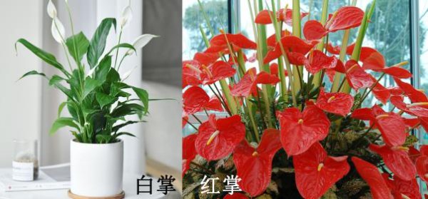 白掌和红掌的区别