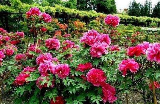 牡丹花怎么繁殖