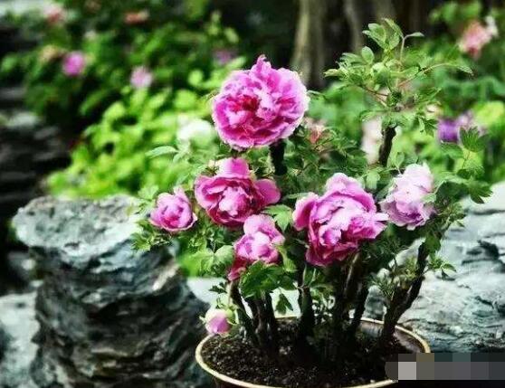 牡丹花怎么繁殖