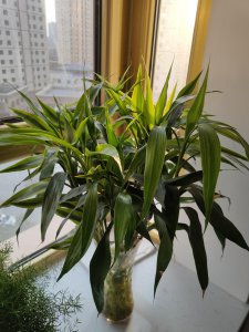 立夏后适合养什么花 盘点6种适合立夏后养殖的花卉推荐
