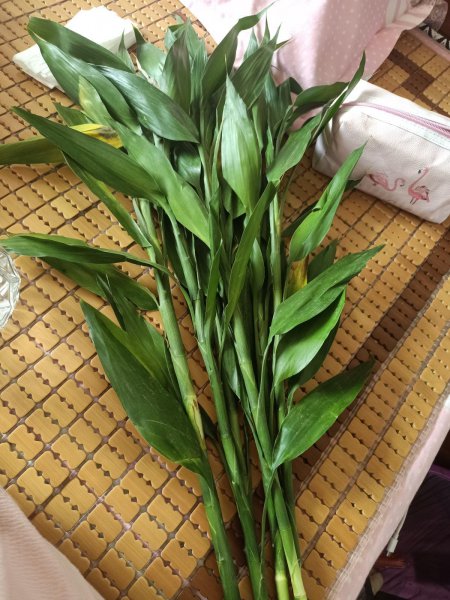 立夏后适合养什么花