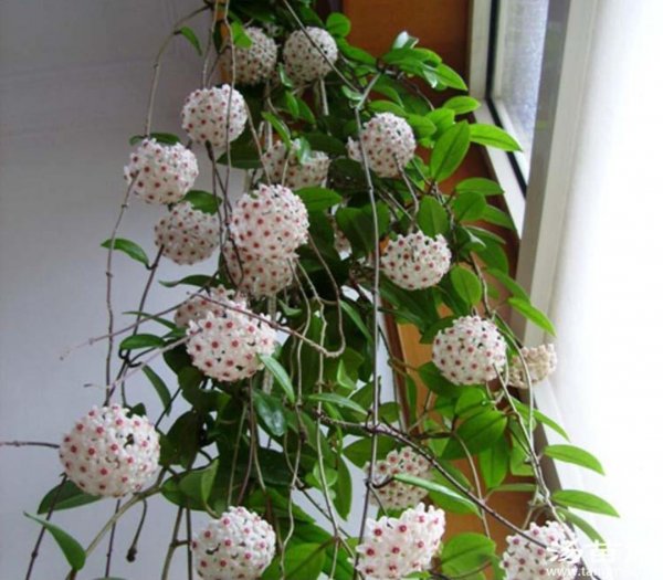 室内适合养哪些耐阴花