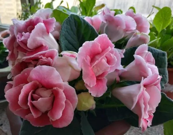 室内适合养哪些耐阴花