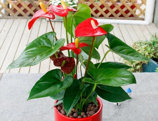 室内适合养哪些耐阴花