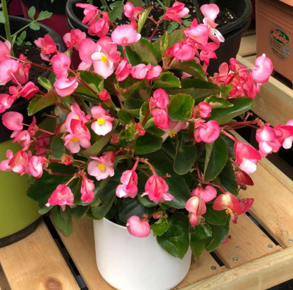 室内适合养哪些耐阴花
