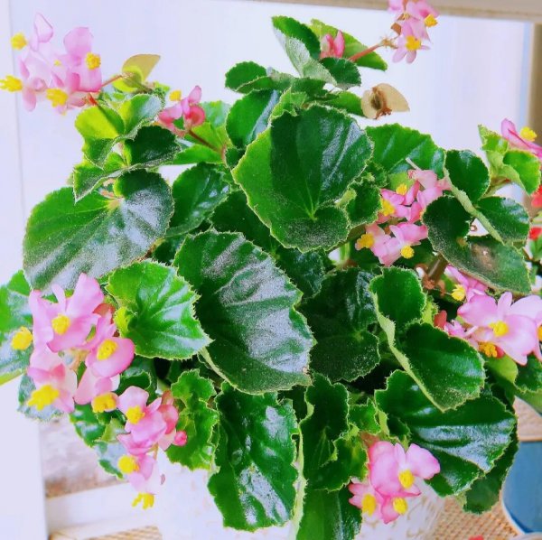 室内适合养哪些耐阴花
