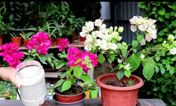 三角梅快速催花技巧