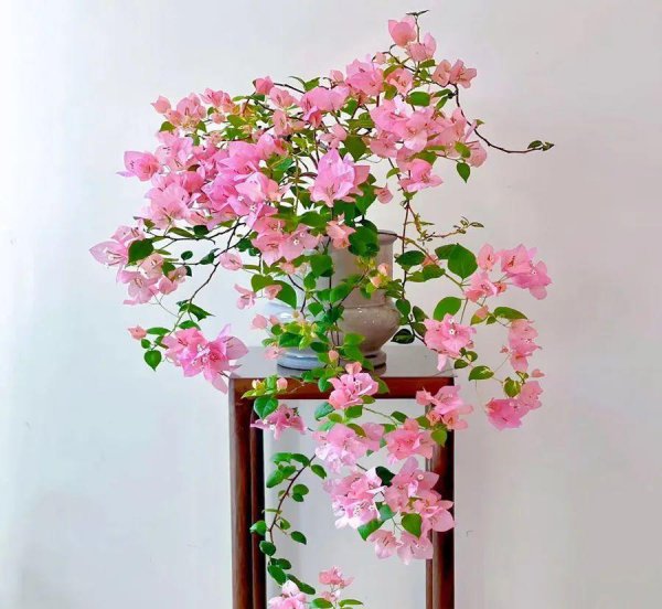 三角梅一月份怎么养